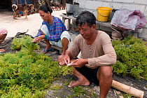 Villagers with freshly harvested seaweed, readying it for drying. Green Island, Palawan, Philippines, April 2009.