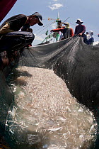 Baling (a local purse seine) catching dilis, the Tagalog term for anchovy. The boat full of fishermen are pulling the massive net to haul in their catch of anchovies or silversides. Northern Palawan,...