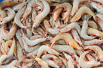 Fishermen's catch of Shrimps caught in Malampaya Sound, Northern Palawan, Phillipines, May 2009.