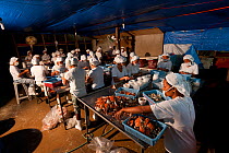 A factory of women taking the meat out of cooked Blue swimmer crabs (Portunus pelagicus) to pack for export to America. Northern Palawan, Phillipines, May 2009