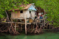 A thatched house built in amongst the mangrove roots on stilts. Northern Palawan, Philippines, May 2009.