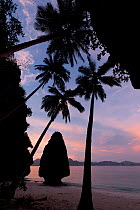 Silhouette of karst limestone outcrop and Coconut trees (Cocos nucifera) of Entalula Island at sunset. El Nido, Northern Palawan, May 2009.