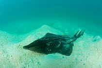 Shovelnose ray (Rhinobatidae) on the sandy bottom. Tigabu Island, Malaysia, June 2009.