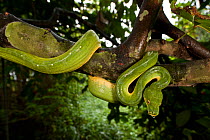 Green tree python (Morelia viridis) coiled around a tree branch. Indonesia, July 2009.