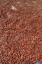 Fresh Coca beans (Theobroma cacao) laid out on the ground for drying, West Papua, Indonesia, July 2009.