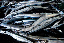 Longtom fish / Needlfish for sale in the Sorong market, West Papua, Indonesia, July 2009.