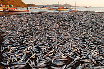 Large catch of Mackerel scads (Decapterus macarellus) spread out to dry in the sun, Indonesia, August 2009