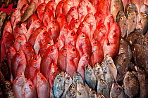 Reef fish for sale in the Manado public market, Sulawesi, Indonesia, October 2009.