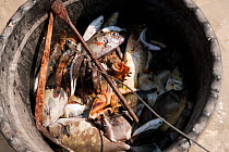 Bucket of fish, crustaceans and molluscs gleaned from the sea at low tide using only a net and basket by local woman, Sulawesi, Indonesia, November 2011.