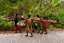Young boys carry husked coconuts home, walking several kilometers, Moluccas Islands, Indonesia, November 2009.