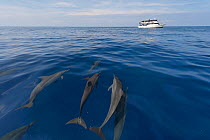 Spinner dolphins (Stenella longirostris) being herded towards a tourist resort for the guests to see up close. Papua New Guinea, May 2010.