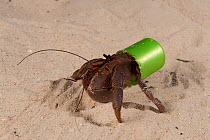 Land Hermit crab using a plastic bottle cap as its home. Kavieng, Papua New Guinea, June 2010