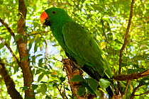 Shrek the parrot of Lissenung Island Resort, an Electus parrot (Eclectus roratus) Kavieng, Papua New Guinea, June 2010.