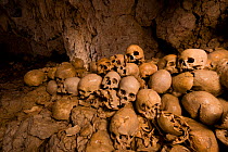 Skull cave in Milne Bay. These skulls are said to be heads of decapitated enemies of the people living here in the olden days. Papua New Guinea, October 2008.