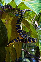 Philippine mangrove snake amongst vegetation, (Boiga dendrophila divergens) controlled conditions, Luzon, Philippines
