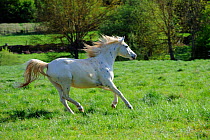 Domestic horse, Arab horse galloping in field, Poitou, France