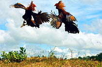 Cocks fighting in cock fight, Guimaras island, Philippines, February 2007