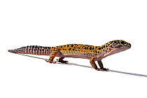 Leopard gecko (Eublepharis macularius) studio shot, captive, from Pakistan