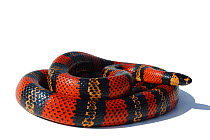 Honduran milk snake (Lampropeltis triangulum hondurensis) tangerine phase, captive, from Honduras, Nicaragua, Costa-Rica