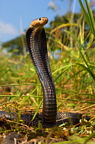 Equatorial spitting cobra (Naja sumatrana) SE Asia, Controlled conditions.