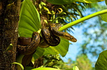 Timor python (Python timoriensis) amongst vegetation, Flores, Timor, SE Asia