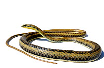 Eastern stripe-bellied sand snake (Psammophis orientalis) Captive, from Mozambique