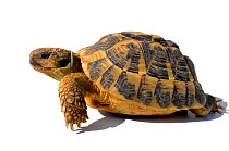 Western hermann's tortoise (Testudo hermanni hermanni) captive, from Massif des Maures, France