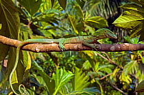 Emerald tree monitor (Varanus prasinus) resting on branch in tree, captive, from New-Guinea