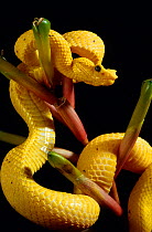 Eyelash viper (Bothrops / Bothriechis schelegelii) captive, from Central america