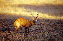 Calamian deer (Axis calamaniensis) wild, Calauit Island, Calamian Islands, Philippines, Endemic and endangered