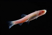 Blind Cave fish (Phreatichthys andruzzi) captive, from Somalia