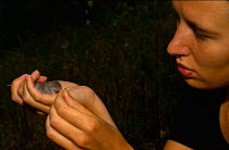 Scientist feeding a recently captured Greater white toothed shrew (Crocidura russula) Aude, France