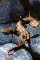 Pyrenean mountain newt / brook salamander (Calotriton / Euproctus asper) mating pair, captive, from Pyreneen mountains, France and Spain, near threatened