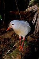 Kagu / Cagou (Phynochetos jubatus) New-Caledonia, Pacific, endemic and endangered