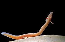Olm (Proteus anguinus) captive, from Dinaric Alps, Europe, Vulnerable