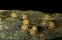 Olm (Proteus anguinus) eggs on rock, captive, from Dinaric Alps, Europe, Vulnerable
