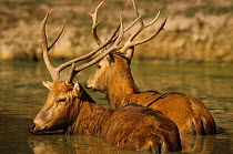 Pere David's Deer (Elaphurus davidianus) cooling down in water, Captive, extinct in the wild.