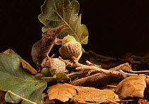 White-toothed pygmy / Etruscan shrew (Suncus etruscus) on acorns, Aude, France, controlled conditions, The smallest known mammal (weighing about 2g)