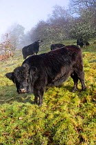 Welsh Black (Bos taurus), rare breed native cattle well suited to upland pasture grazing. Radnorshire Wildlife Trust Nature Reserve, Wales, UK, Europe, November.
