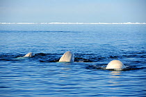 Three Beluga / White Whale (Delphinapterus leucas) swimming at the sea surface during spring migration. Baffin Island, Lancaster sound, Nunavut, Canada, June.