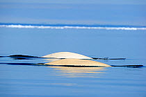 Beluga / White Whales (Delphinapterus leucas) swimming at the sea surface during spring migration. Baffin Island, Lancaster sound, Nunavut, Canada, June.