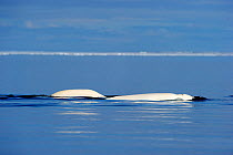 Beluga / White Whales (Delphinapterus leucas) swimming at the sea surface during spring migration. Baffin Island, Lancaster sound, Nunavut, Canada, June.