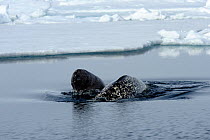 A female Narwhal (Monodon monoceros) surfacing with her yearling calf. Baffin Island, Nunavut, Canada, June.