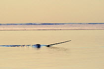 Narwhal (Monodon monoceros) showing tusk above water surface. Baffin Island, Nunavut, Canada, April.