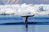 Narwhal (Monodon monoceros) flipping its tail. Baffin Island, Nunavut, Canada, June.