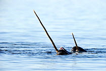 Narwhal (Monodon monoceros) showing tusks above water surface. Baffin Island, Nunavut, Canada, June.