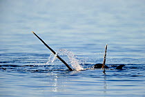 Narwhal (Monodon monoceros) showing tusks above water surface. Baffin Island, Nunavut, Canada, June.