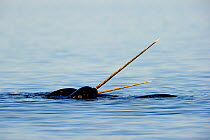 Narwhal (Monodon monoceros) males showing tusks above water surface. Baffin Island, Nunavut, Canada, June.