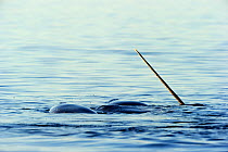 Narwhal (Monodon monoceros) showing tusk above water surface. Baffin Island, Nunavut, Canada, June.