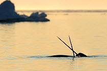Narwhal (Monodon monoceros) crossing tusks above water surface. Baffin Island, Nunavut, Canada, April.